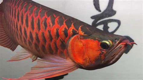 紅龍 魚